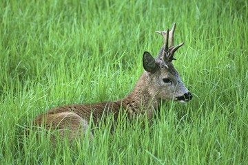 Roebuck (Capreolus capreolus), wire loop in antler, lying in the grass, Lower Austria, Austria, Europe