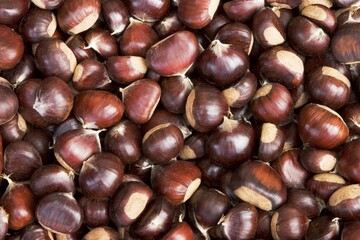 Sweet Chestnut Castanea sativa