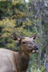 Wapiti, Elk (Cervus canadensis), doe, Banff National Park, Canadian Rockies, Alberta Province, Canada, North America