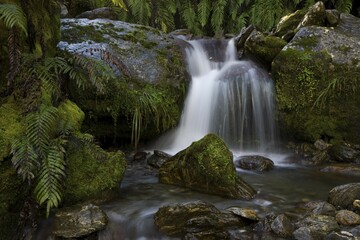 Mountain stream with ferns and moss by the Copland Track, West Coast, South Island, New Zealand, Oceania