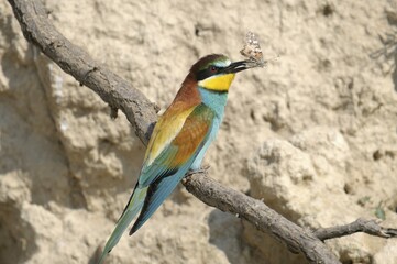 European Bee-eater (Merops apiaster)