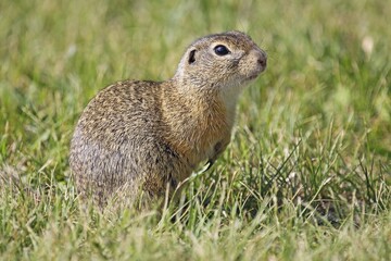 European ground squirrel (Spermophilus citellus), Burgenland, Austria, Europe