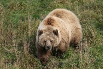 Obraz premium Brown Bear (Ursus arctos), in an enclosure, Germany, Europe