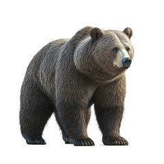 Fototapeta premium Bear stands on transparent background