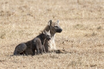 Fototapeta premium Spotted hyena (Crocuta crocuta) with young in the dry grass, Ol Pejeta Conservancy, Kenya, Africa