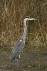 Grey Heron (Ardea cinerea) foraging in shallow water, Hungary, Europe