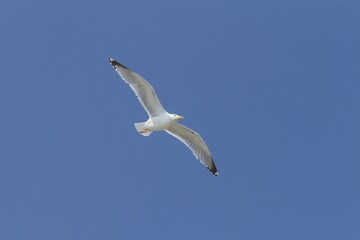 Lesser Black-backed Gull (Larus fuscus), Düne island, Heligoland, Schleswig-Holstein, Germany, Europe