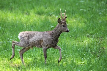 Roe Deer (Capreolus capreolus), buck in winter coat, Lower Austria, Austria, Europe