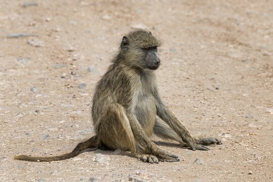 Yellow baboon (Papio cynocephalus), adult, sitting on the floor, Amboseli National Park, Kenya, Africa