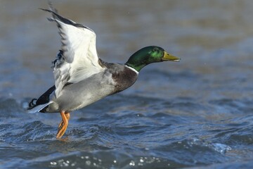 Mallard (Anas platyrhynchos), drake in flight, North Hesse, Hesse, Germany, Europe