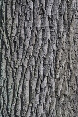 Bark of an old Oak (Quercus), Lower Saxony, Germany, Europe