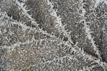 Detail, leaf with hoarfrost