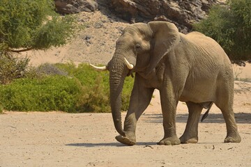 Namibian desert elephant (Loxodonta africana), bull walking, Hoanib River, Namib Desert, Kaokoland, Kaokoveld, Kunene region, Namibia, Africa