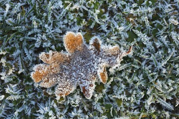 Oak leaf (Quercus robur) covered with ice crystals and hoarfrost in a meadow, Schleswig-Holstein,...