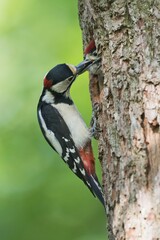 Great spotted woodpecker (Dendrocopos major) feeding young bird at nesting hole, Emsland, Lower...