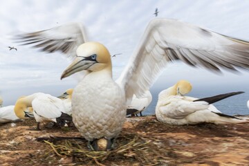 Northern gannet (Morus bassanus), adult animal at the nest, colony on Lummenfelsen, Heligoland, Schleswig-Holstein, Germany, Europe