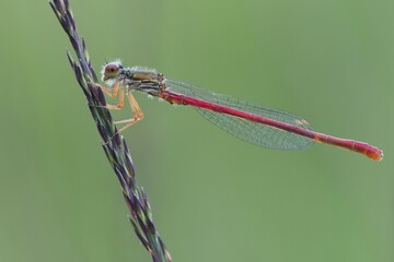 Small red damselfly (Ceriagrion tenellum) on a blade of grass, Emsland, Lower Saxony, Germany, Europe
