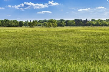 Fototapeta premium Meadow in the nature reserve Mönchbruch, Rüsselsheim am Main, Hesse, Germany, Europe