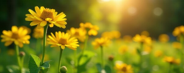 Obraz premium Tall and Stately Helenium stems with yellow flowers in sunlight, garden, blossoms, helenium