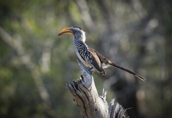 Southern yellow-billed hornbill (Tockus leucomelas), Rattray, Mala Mala Game Reserve, Sabi Sand Game Reserve, Mpumalanga, South Africa, Africa