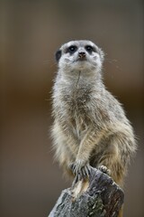 Meerkats (Suricata suricatta), kitten, vigilant, captive