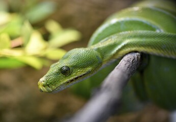Green Tree Python (Morelia viridis) on branch, captive