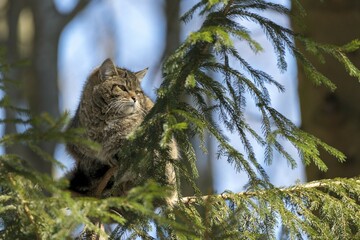 Wildcat (Felis silvestris) dozes in a tree, captive, Bavaria, Germany, Europe © Marcus Siebert/imageBROKER
