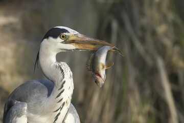 Grey heron (Ardea cinerea) with captured European perch (Perca fluviatilis), animal portrait, Hesse, Germany, Europe