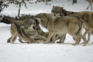 Fighting Wolves (Canis lupus) in the snow, captive, Germany, Europe