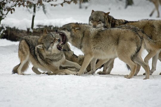 Fighting Wolves (Canis lupus) in the snow, captive, Germany, Europe