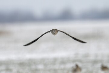 Eurasian Curlew (Numenius arquata) in flight