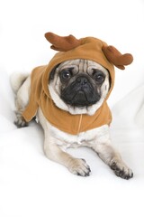 Young pug wearing costume with elk antlers