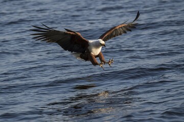 African fish eagle (Haliaeetus vocifer) when fishing with outstretched claws, Chobe River, Chobe National Park, Botswana, Africa