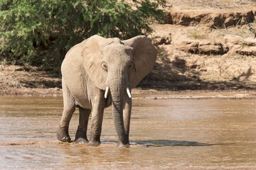 Fototapeta premium African Elephant (Loxodonta africana) crossing a river, Samburu National Reserve, Kenya, Africa
