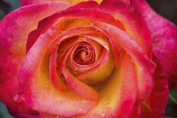 Atida rose flower Government Rose Garden Centenary Rose Park in Vijayanagaram at Ooty...