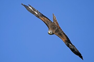 Red kite (Milvus milvus) flying, Germany, Europe