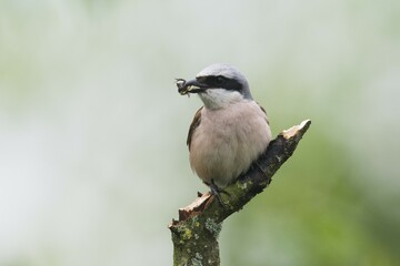 Red-backed shrike (Lanius collurio), male, sits with prey in beak on branch, Emsland, Lower Saxony, Germany, Europe