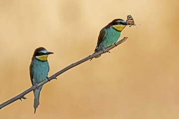 Two bee-eaters (Merops apiaster) with butterfly as prey, sitting on branch, Rhineland-Palatinate, Germany, Europe