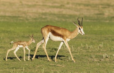 Springboks (Antidorcas marsupialis), ewe with newborn lamb, during the rainy season in green surroundings, Kalahari Desert, Kgalagadi Transfrontier Park, South Africa, Africa