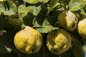 Quince (Cydonia oblonga) on the tree, Sirince, Turkey, Asia