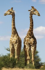 Two Southern Giraffes (Giraffa giraffa), two males, Kalahari Desert, Kgalagadi Transfrontier Park, South Africa, Africa