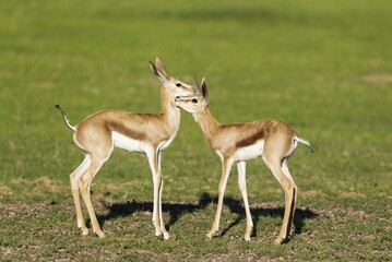 Springboks (Antidorcas marsupialis), social contact between two young lambs, rainy season with green surroundings, Kalahari Desert, Kgalagadi Transfrontier Park, South Africa, Africa