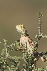 Ground Agama (Agama aculeata), male, climbing on low shrub, Kalahari Desert, Kgalagadi Transfrontier Park, South Africa, Africa