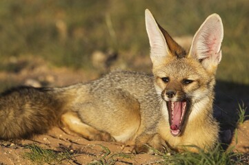 Cape Fox (Vulpes chama), at its burrow, yawning, Kalahari Desert, Kgalagadi Transfrontier Park, South Africa, Africa
