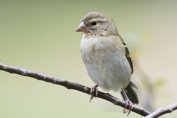 Red fody (Foudia madagascariensis) female, Praslin, Seychelles, Africa