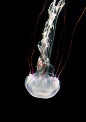 Illuminated purple-striped jellyfish (Chrysaora colorata), black background, captive
