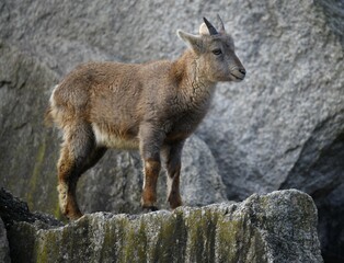 Alpine Ibex (Capra ibex), young on rock, captive