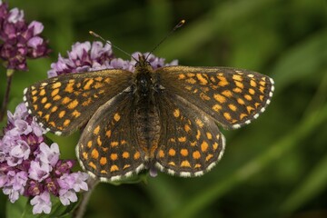 Heath fritillary (Mellicta athalia) on wild thyme (Thymus serpyllum), Baden-Württemberg, Germany, Europe