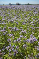 Obraz premium Bee pasture, lacy phacelia, blue tansy or purple tansy, (Phacelia tanacetifolia) in Aying, Bavaria, Germany, Europe