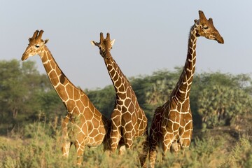 Reticulated giraffes (Giraffa reticulata camelopardalis), Samburu National Reserve, Kenya, Africa